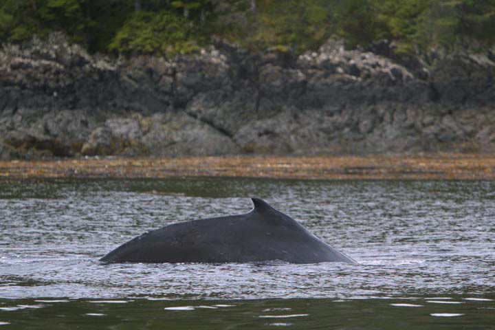 100EOS1D-BF8E8310_BF8E8310.jpg