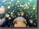 jellyfishlake14.jpg