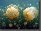 jellyfishlake1.jpg